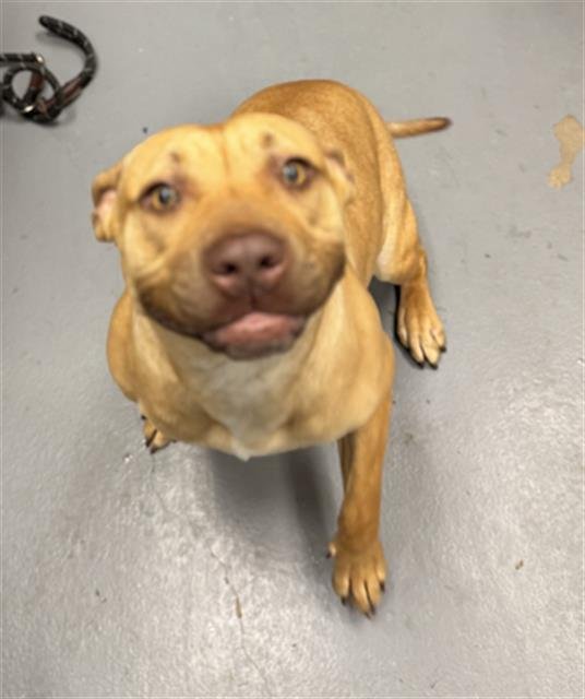 WHEAT THIN - Pit Bull Terrier available for adoption
