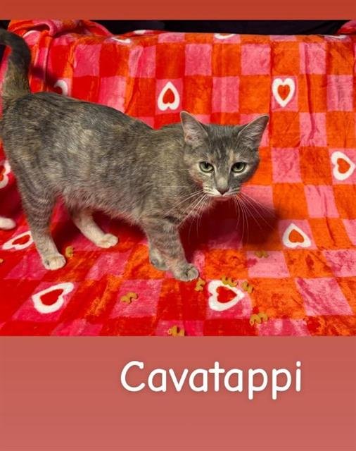CAVATAPPI - Domestic Short Hair available for adoption