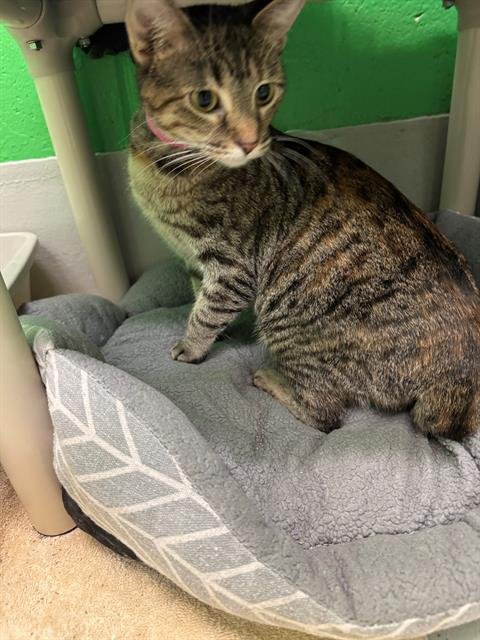 SWEET CHEEKS - Domestic Short Hair available for adoption