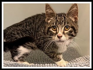 DOLLY - Domestic Short Hair available for adoption
