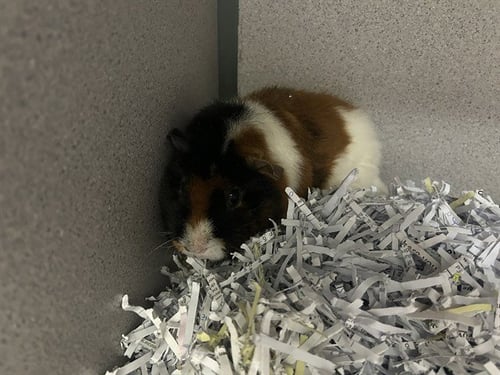 DONNA JEAN - Guinea Pig available for adoption
