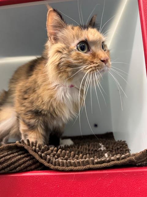 SAMMY - Domestic Short Hair available for adoption