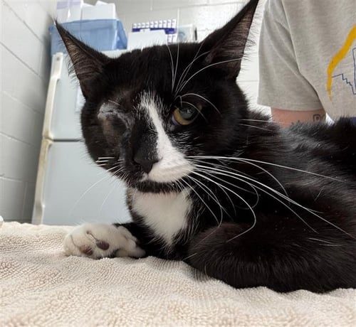 OLIVE OIL - Domestic Short Hair for adoption in Peoria