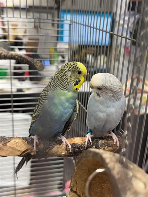 TROY - Parakeet - Other available for adoption