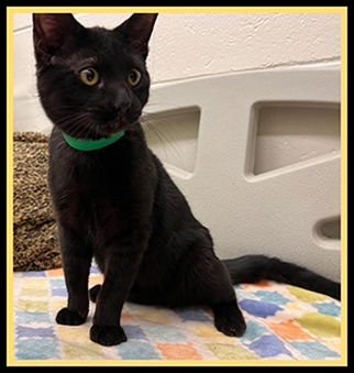 MEEKO - Domestic Short Hair available for adoption