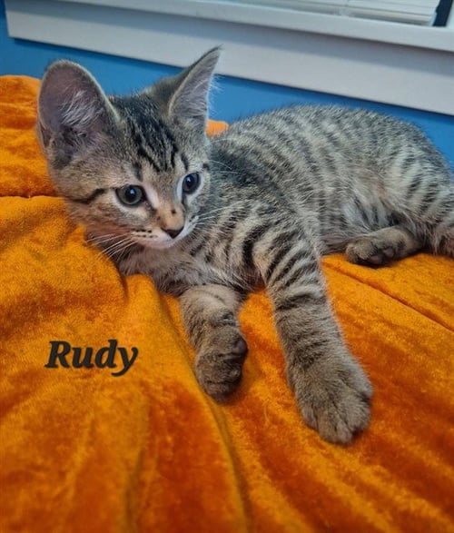 RUDY - Domestic Short Hair available for adoption