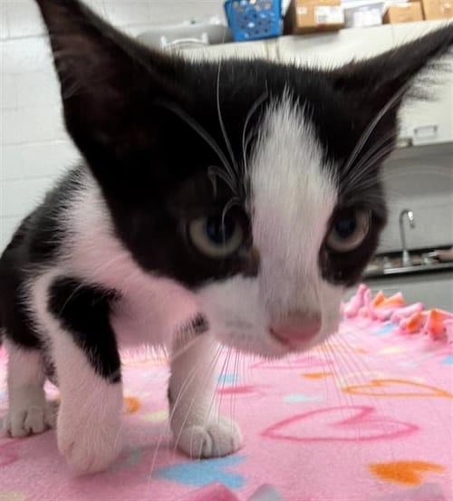CIRCLE - Domestic Short Hair available for adoption