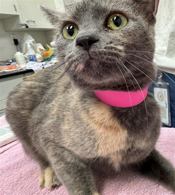 WILD BERGAMOT - Domestic Short Hair available for adoption