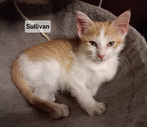 SULLIVAN - Domestic Short Hair for adoption in Peoria