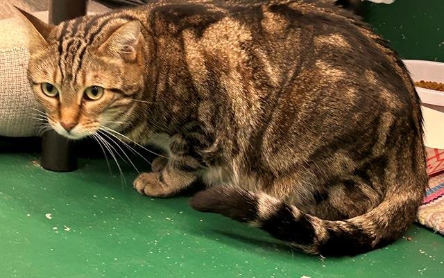 BEAU - Domestic Short Hair available for adoption