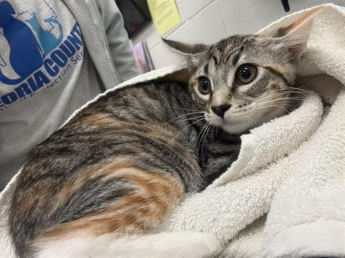 BLENDER - Domestic Short Hair available for adoption