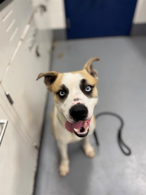 GURGI - Husky / Pit Bull Terrier available for adoption