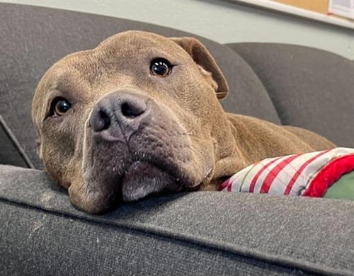 MISS FLO NOMO - Pit Bull Terrier available for adoption