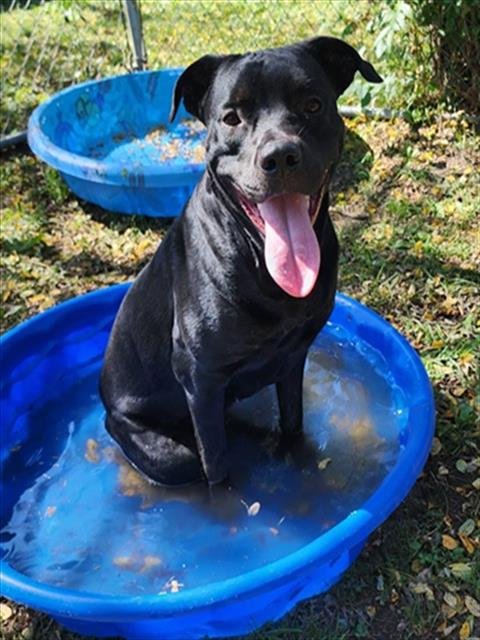 GUMDROP - Pit Bull Terrier / Rottweiler available for adoption