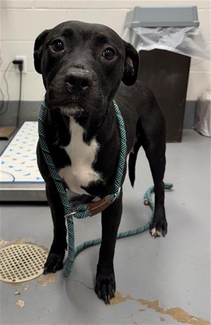 FRANNY - Pit Bull Terrier available for adoption