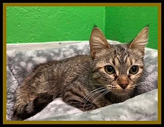 ELEODORA - Domestic Short Hair available for adoption