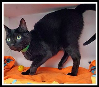 NINJA - Domestic Short Hair available for adoption