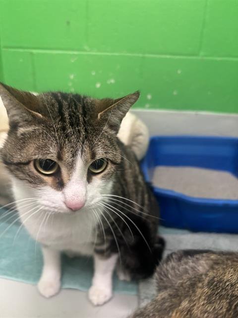 JIMMY - Domestic Short Hair for adoption in Peoria