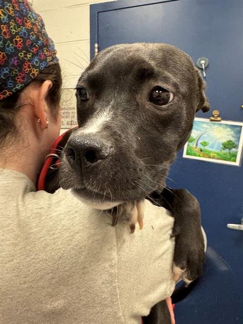 GALAXY - Labrador Retriever available for adoption