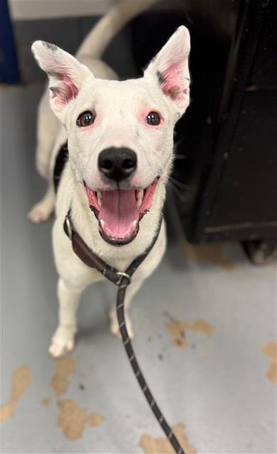 SPRING - Pit Bull Terrier available for adoption