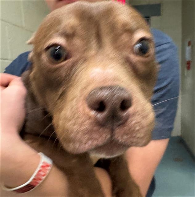 BITSY - Pit Bull Terrier available for adoption