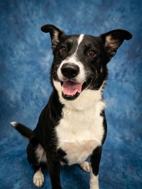 PICCALILLI - Australian Shepherd available for adoption