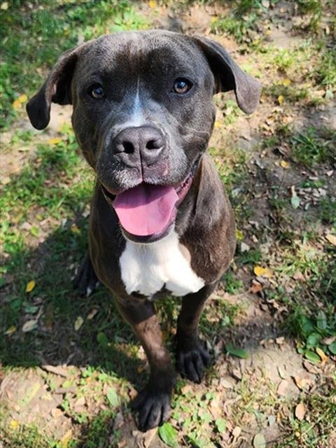 EASTWOOD - Pit Bull Terrier available for adoption