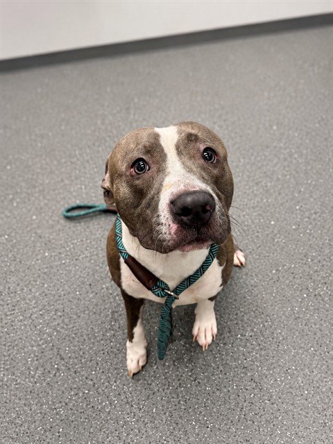 JUDO - Pit Bull Terrier available for adoption