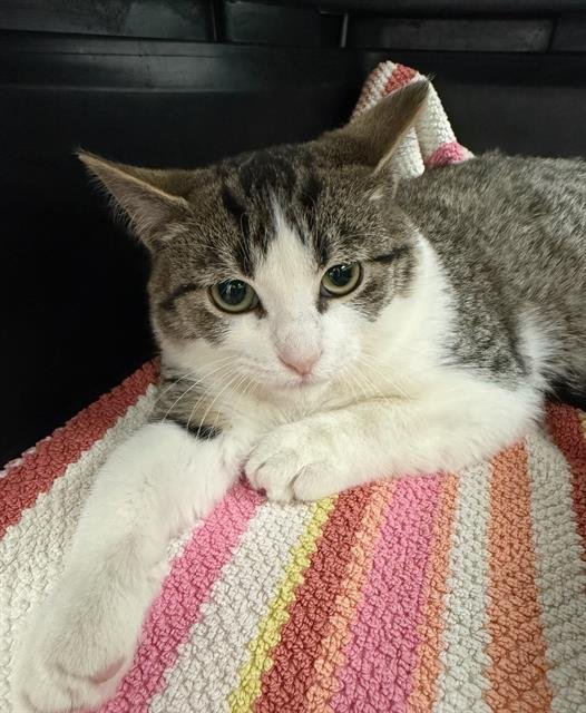 NERVOUS NORBERT - Domestic Short Hair available for adoption