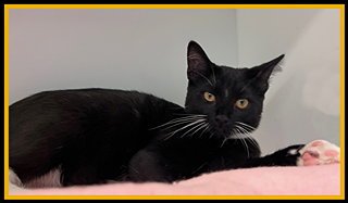 SHORT PUMP MALL - Domestic Short Hair available for adoption