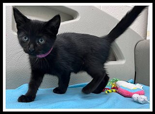 HONEY - Domestic Short Hair for adoption in Peoria