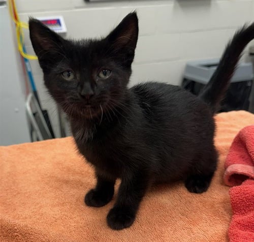 HONEY - Domestic Short Hair available for adoption