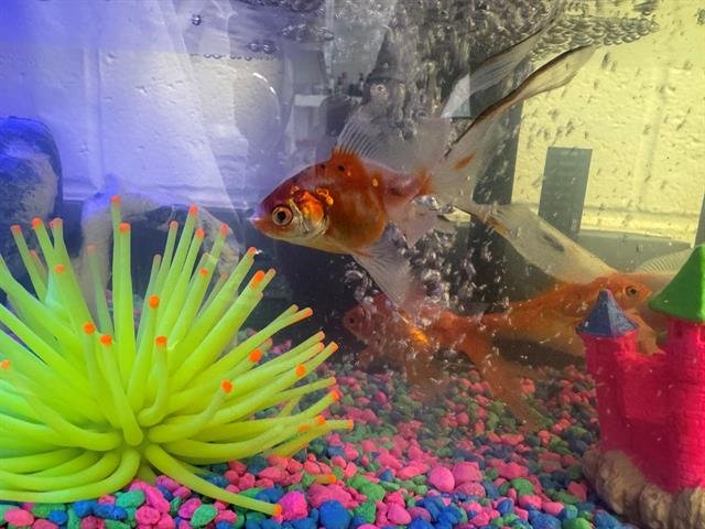 8 GOLDFISH Image