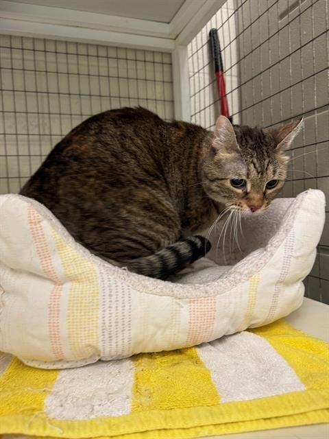 LITTLE BIT - Domestic Short Hair available for adoption