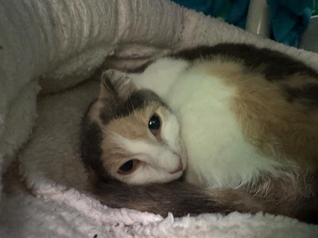 WILD COLUMBINE Image