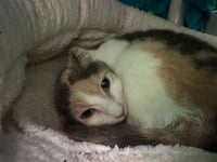 WILD COLUMBINE - Photo 1