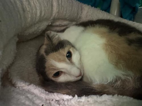 WILD COLUMBINE - Domestic Short Hair available for adoption