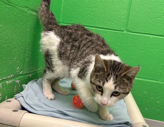 YUNA - Domestic Short Hair available for adoption