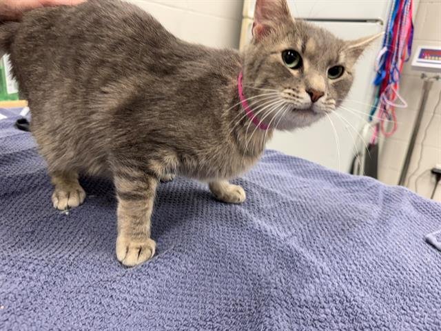 ZIGLER - Domestic Short Hair available for adoption