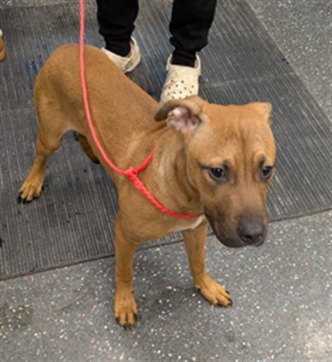 GROCERY - Black Mouth Cur available for adoption