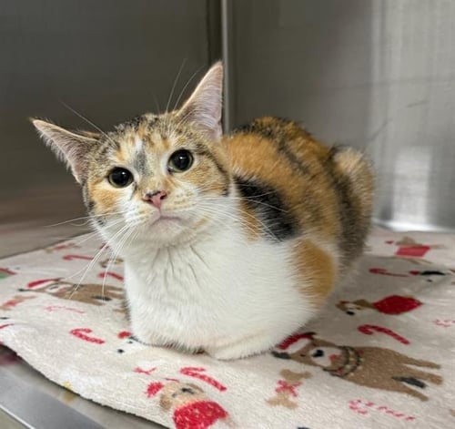 CHARLENE - Domestic Short Hair available for adoption