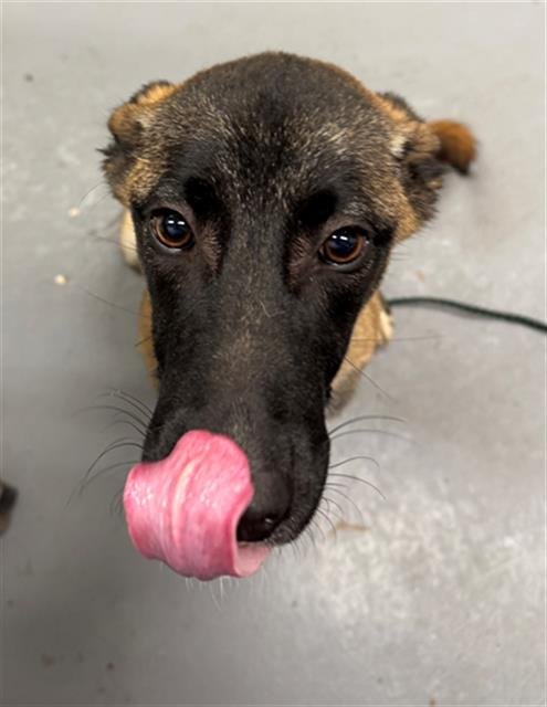 HONEY - Belgian Shepherd Malinois available for adoption