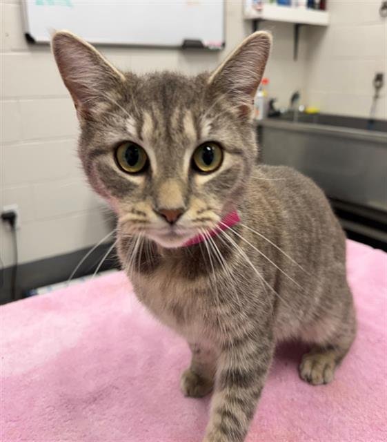 BLACKHAW - Domestic Short Hair available for adoption