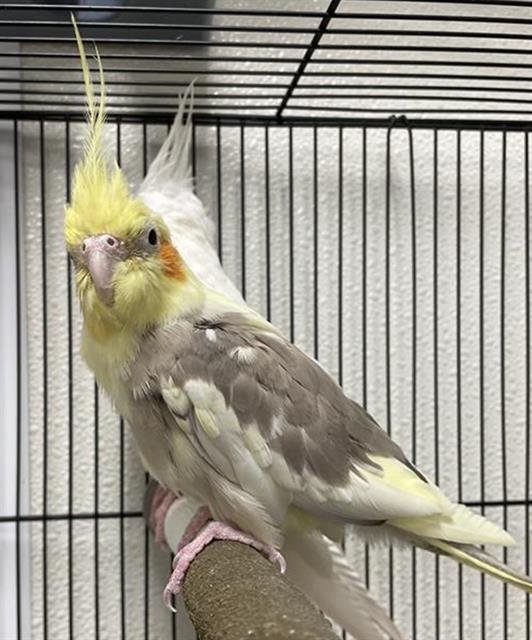 POWER AID - Cockatiel available for adoption