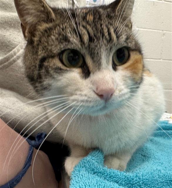 BIRRA - Domestic Short Hair available for adoption