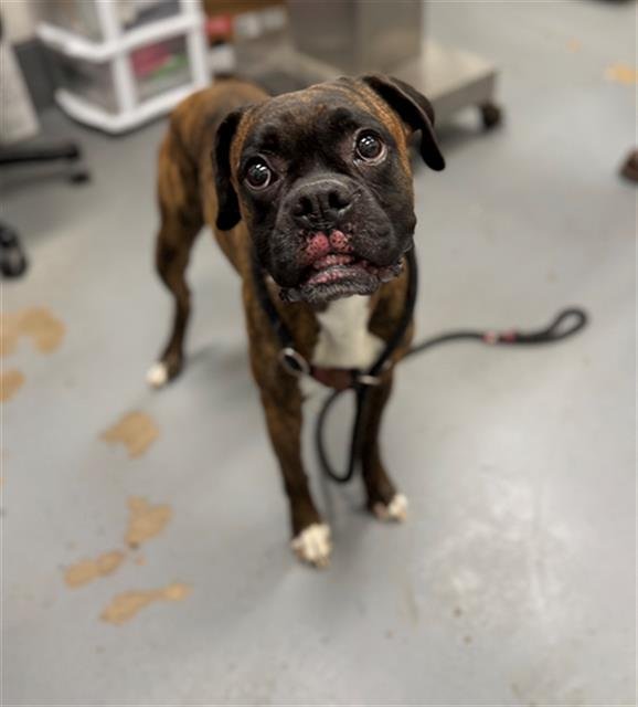 FLINT - Boxer available for adoption