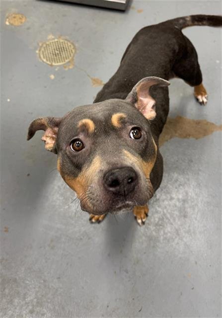 ENA - Pit Bull Terrier available for adoption