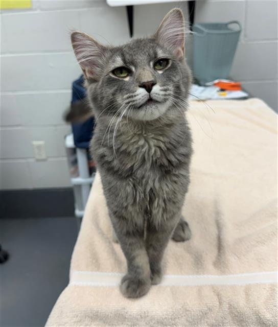 BUTTON BUSH - Domestic Long Hair available for adoption