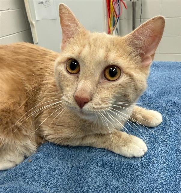 ALFIE - Domestic Short Hair available for adoption