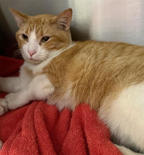 BRUCE - Domestic Short Hair available for adoption
